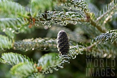 Korean_fir_Abies_alba_Silver_Show_Ferriere_garden_Amont_et_Effreney_Haute_Saone_France