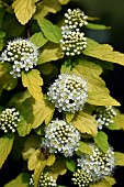 Alternateleaf dogwood, Cornus alternifolia, Ferriere garden, Amont et Effreney, Haute Saone, France