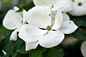 Kousa dogwood, Cornus kousa, Ferriere garden, Amont et Effreney, Haute Saone, France