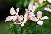 Kousa dogwood, Cornus kousa, Ferriere garden, Amont et Effreney, Haute Saone, France