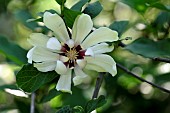 Calycanthus Venus, flower, Ferriere garden, Amont et Effreney, Haute Saone, France