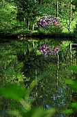 Pond, rhododendron, Ferriere garden, Amont et Effreney, Haute Saone, France