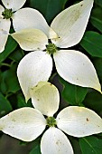 Kousa dogwood, Cornus kousa, Annabelle garden, Rainans, Jura, France