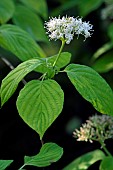 Alternateleaf dogwood, Cornus alternifolia, Annabelle garden, Rainans, Jura, France