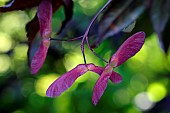 Japanese Maple (Acer palmatum), Bloodgood variety, samaras, Annabelle garden, Rainans, Jura, France