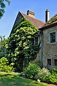 Climbing hydrangea (Hydrangea anomala ssp. petiolaris) on the gable of the house, Annabelle garden, Rainans, Jura, France