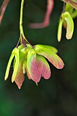Japanese Maple (Acer palmatum), Bloodgood variety, samaras, Annabelle garden, Rainans, Jura, France