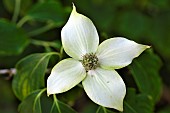 Kousa dogwood, Cornus kousa, Annabelle garden, Rainans, Jura, France