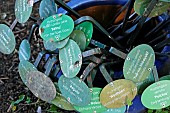 Pot, plates, different varieties of Hydrangea, Annabelle garden, Rainans, Jura, France