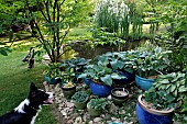 Pond, pots of Hosta, dog, ducks,, Annabelle garden, Rainans, Jura, France