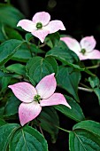 Kousa dogwood, Cornus kousa, Beni Fuji variety, Annabelle garden, Rainans, Jura, France