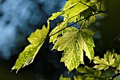 Sycamore maple (Acer pseudoplatanus), variety Simon Louis Frères, leaves, Annabelle garden, Rainans, Jura, France