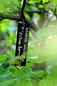 Identification label, Cornus alternifolia, variety Yellow Spring, Annabelle garden, Rainans, Jura, France