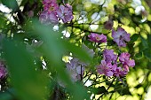 Climbing rose, Annabelle garden, Rainans, Jura, France