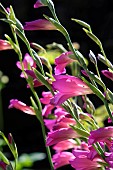 Gladiolus dubius, botanical garden of the University of Strasbourg, Strasbourg, Bas Rhin, France