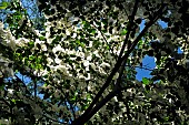 Cornus kousa x Cornus nuttalli var. Vénus, botanical garden of the University of Strasbourg, Strasbourg, Bas Rhin, France