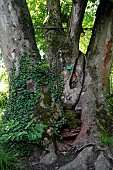 Japanese Zelkova (Zelkova serrata), botanical garden of the University of Strasbourg, Strasbourg, Bas Rhin, France
