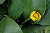 Yellow pond lilly, Nuphar lutea, botanical garden of the University of Strasbourg, Strasbourg, Bas Rhin, France