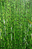 Water horsetail, Equisetum fluviatile, botanical garden of the University of Strasbourg, Strasbourg, Bas Rhin, France