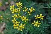 Common rue, Ruta graveolens, botanical garden of the University of Strasbourg, Strasbourg, Bas Rhin, France