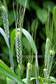 Durum wheat (Triticum turgidum), botanical garden of the University of Strasbourg, Strasbourg, Bas Rhin, France