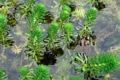 Milfoil with Lowland frog (Pelophylax ridibundus), botanical garden of the University of Strasbourg, Strasbourg, Bas Rhin, France