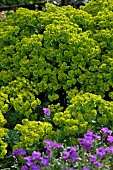 Euphorbia, Les Terrasses de Besançon garden, Bregille hill, Besancon, Doubs, France