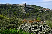 Cottoneaster, view of the citadel , Les Terrasses de Besançon garden, Bregille hill, Besancon, Doubs, France