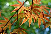 Japanese maple, Acer palmatum, leaves, Les Terrasses de Besançon garden, Bregille hill, Besancon, Doubs, France