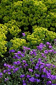 Euphorbia, Les Terrasses de Besançon garden, Bregille hill, Besancon, Doubs, France