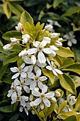 Mexican orange blossom, Choisya ternata, Les Terrasses de Besançon garden, Bregille hill, Besancon, Doubs, France
