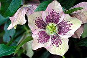 Helleborus, Les Terrasses de Besançon garden, Bregille hill, Besancon, Doubs, France