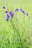 Common columbine (Aquilegia vulgaris) small group in bloom in a forest clearing in spring, deciduous forest near Pont à Mousson, Lorraine, France