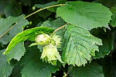 Common hazel (Corylus avellana) fruits on hazel in summer, Country garden, Lorraine, France