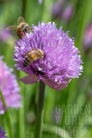 Honey_Bees_Apis_mellifera_foraging_on_a_Chives_Allium_schoenoprasum_flower_blossom_Var_France