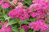 Spiraea Anthony Waterer