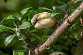 Gall of Pocket Plum fungus (Taphrina pruni) on Sloe (Prunus spinosa), Cotes-dArmor, France