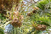 Elkhorn fern (Platycerium bifurcatum), Epiphytic fern