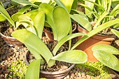 White paintbrush, Haemanthus albiflos, foliage