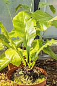 Birds Nest Fern, Asplenium nidus, in pot