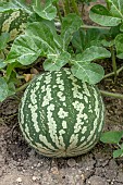 Citron melon (Citrullus amarus)