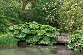 Giant rhubarb (Gunnera manicata) growing by a pond in the garden of the Conservatoire botanique national de Brest, Finistere, Brittany, France