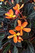Tuberous Begonia Glowing Embers