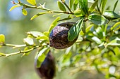 Caviar lime (Microcitrus australasica) on tree