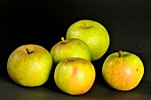 Old Breton apple variety Damelot, Illifaut conservatory orchard, Côtes dArmor, France