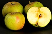Old Breton apple variety Damelot, Illifaut conservatory orchard, Côtes dArmor, France