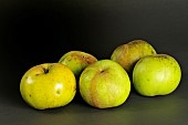 Old Breton apple variety Pomme de Mouche, Illifaut conservatory orchard, Côtes dArmor, France