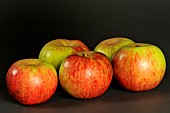 Old Breton apple variety Fer rouge, Illifaut conservatory orchard, Côtes dArmor, France