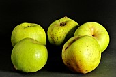 Old Breton apple variety Fer Vert, Illifaut conservatory orchard, Côtes dArmor, France