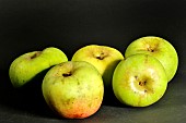 Old Breton apple variety Pomme de fer, Illifaut conservatory orchard, Côtes dArmor, France